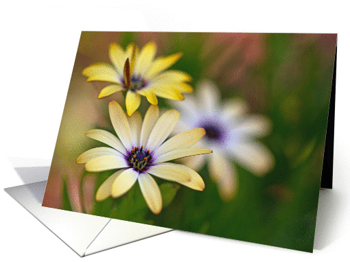 Yellow Daisy Trio Blank card (1395108)