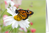 Monarch Butterfly on a Daisy Blank card