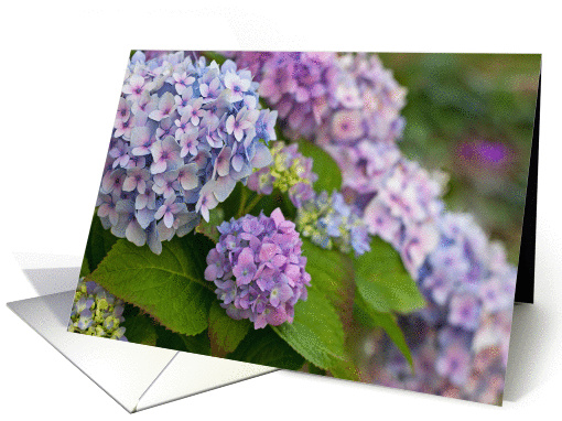 Blue Hydrangea Blank card (1396744)