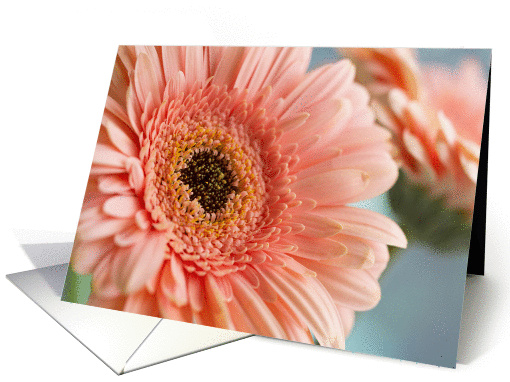 Peach Gerbera Daisy Blank card (1397482)