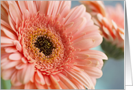 Peach Gerbera Daisy Blank card