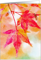 Autumn Maple Leaves Blank card