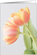 Tulip Duet Blank Inside, Any Occasion card