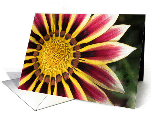 Gazania Daisy Blank card (1416938)