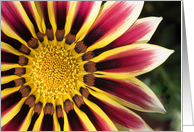 Gazania Daisy Blank