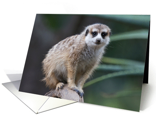 Meerkat Blank card (1418084)