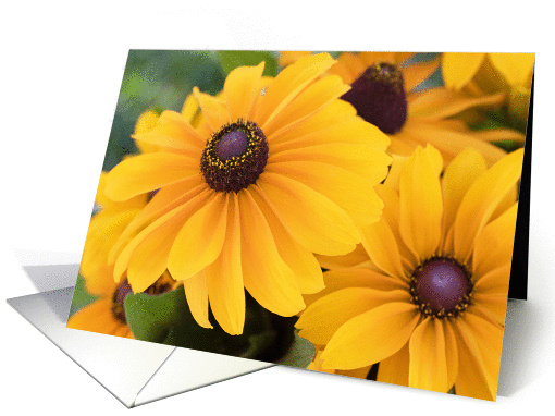 Rudbeckia Flowers Blank card (1418088)