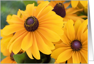 Rudbeckia Flowers Blank card