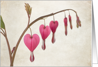 Bleeding Heart Blank