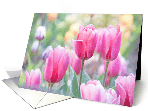 Pink Tulips in the Field- Blank card (1517898)