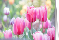 Pink Tulips in the Field- Blank card