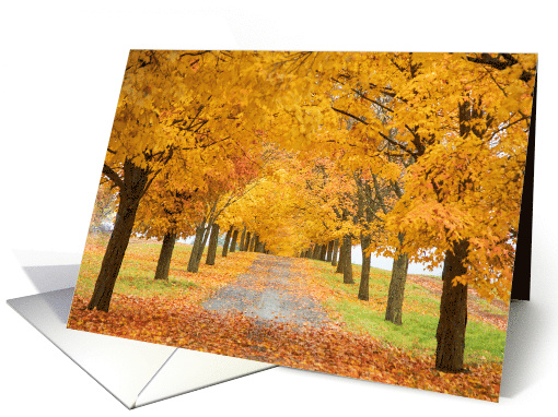 Autumn Amber Tree Lined Lane Blank card (1645544)
