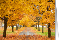 Autumn Amber Tree Lined Lane Blank card