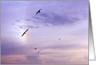 Sympathy Card -Gulls soaring into a rainbow card