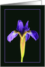 Blue Iris Blank Any Occasion card