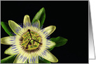Passion Flower Blank Any Occasion card
