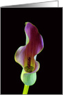 Elegant Calla Lily Blank Any Occasion card