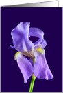 Purple bearded Iris Bank Any Occasion card