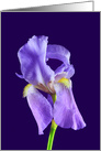 Purple Bearded Iris Birthday card