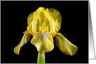 Yellow Iris Blank Any Occasion card