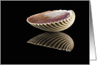 Reflected Cockle Shell Bowl Blank Any Occasion card