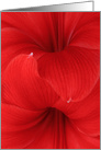 Dual Red Amaryllis Blooms Holiday Christmas Card