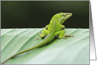 Green Chameleon Any Occasion Blank card