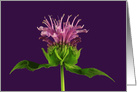 Bee Balm Any Occasion Blank card