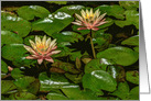 Pink Waterlily Any Occasion Blank card