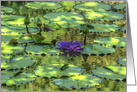 Purple Waterlily Any Occasion Blank Any Occasion card