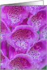 Purple Foxglove Close-up Blank Any Occasion card