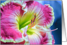 Close-up of Magenta Daylily Blank Any Occasion card