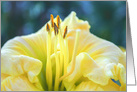 Close-up of Yellow Daylily Blank Any Occasion card
