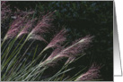 Pink Muhly Grass Autumn card