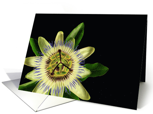 Passion Flower Anniversary card (1013595)