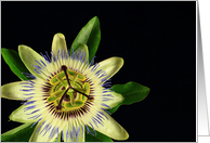 Passion Flower Anniversary card
