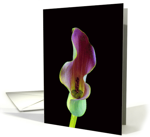 Elegant Calla Lily Blank Any Occasion card (1088066)