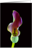 Elegant Calla Lily...