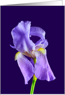 Purple bearded Iris Bank Any Occasion card