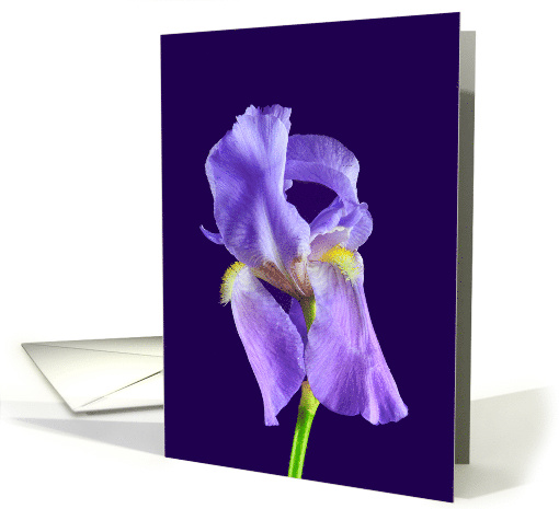 Purple Bearded Iris Birthday card (1094670)