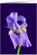 Purple Bearded Iris Birthday card