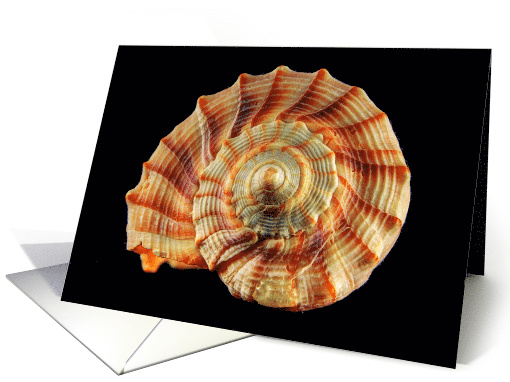 Spiral Seashell Blank Any Occasion card (1284432)