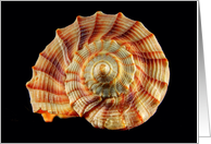Spiral Seashell...