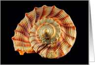Spiral Seashell Blank Any Occasion card