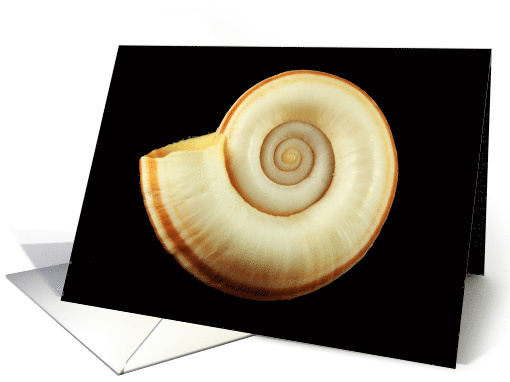 Spiral Seashell Blank Any Occasion card (1284434)