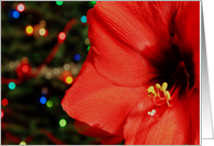 Red Amaryllis in Front of Multi Colored Holiday Lights card