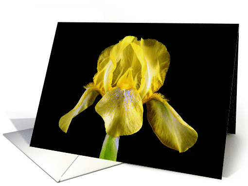 Yellow Iris Blank Any Occasion card (1370480)