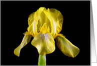 Yellow Iris Blank...
