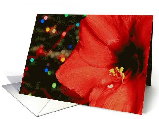 Amaryllis Blank Note card (1399852)