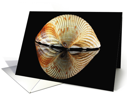 Reflected Cockle Shell Back Blank Any Occasionn card (1420760)